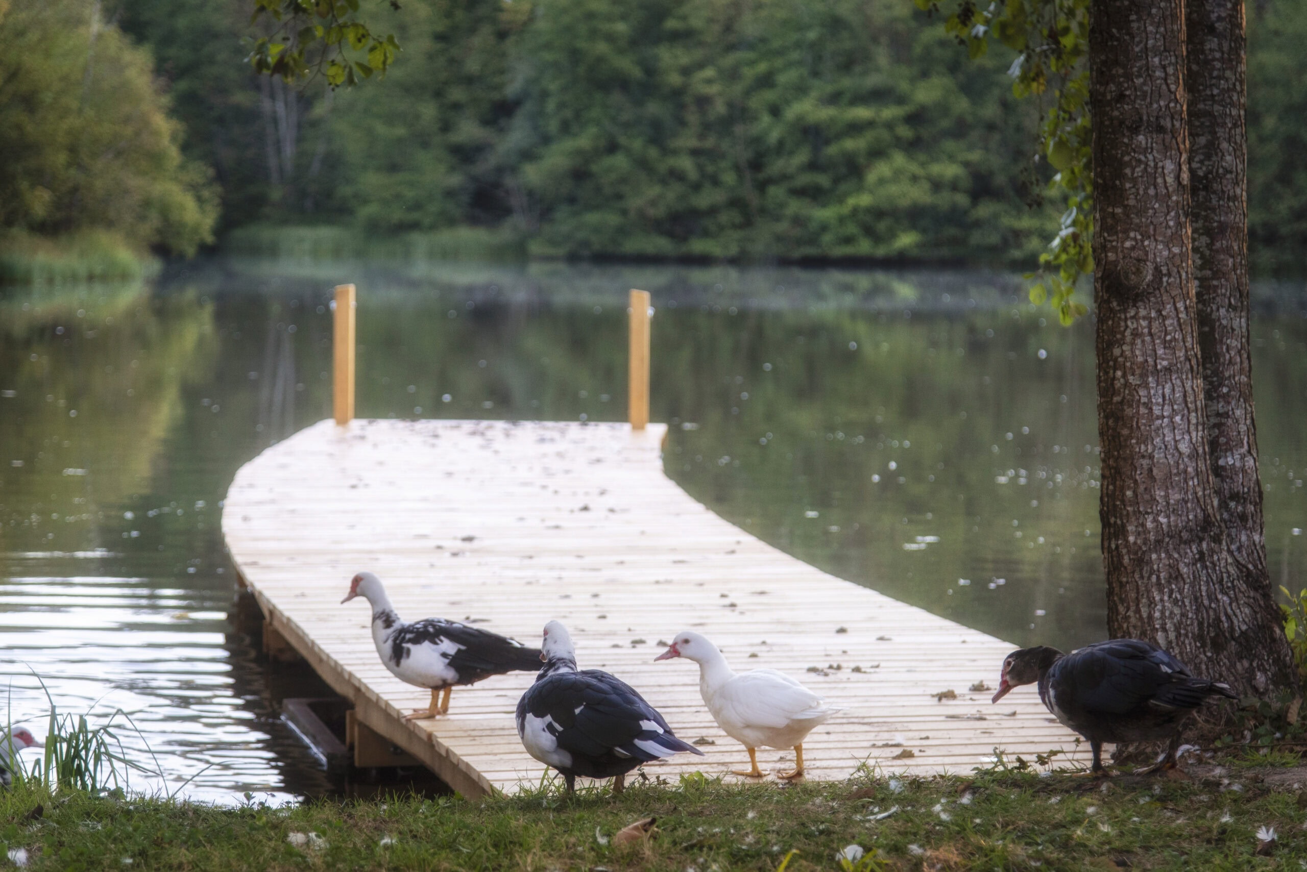 Étang à louer avec des kayaks dans le Périgord 