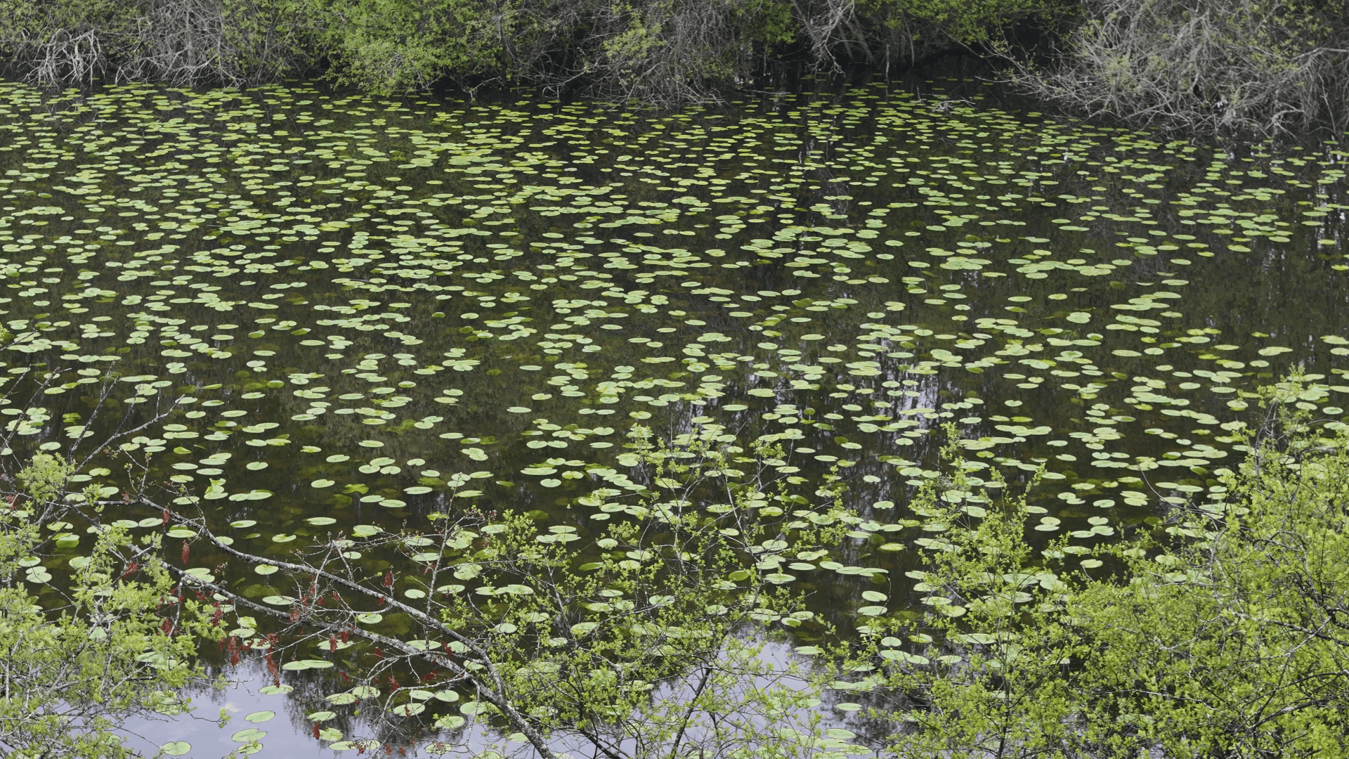 Etang de 20ha avec cabane perchée sur l’eau 