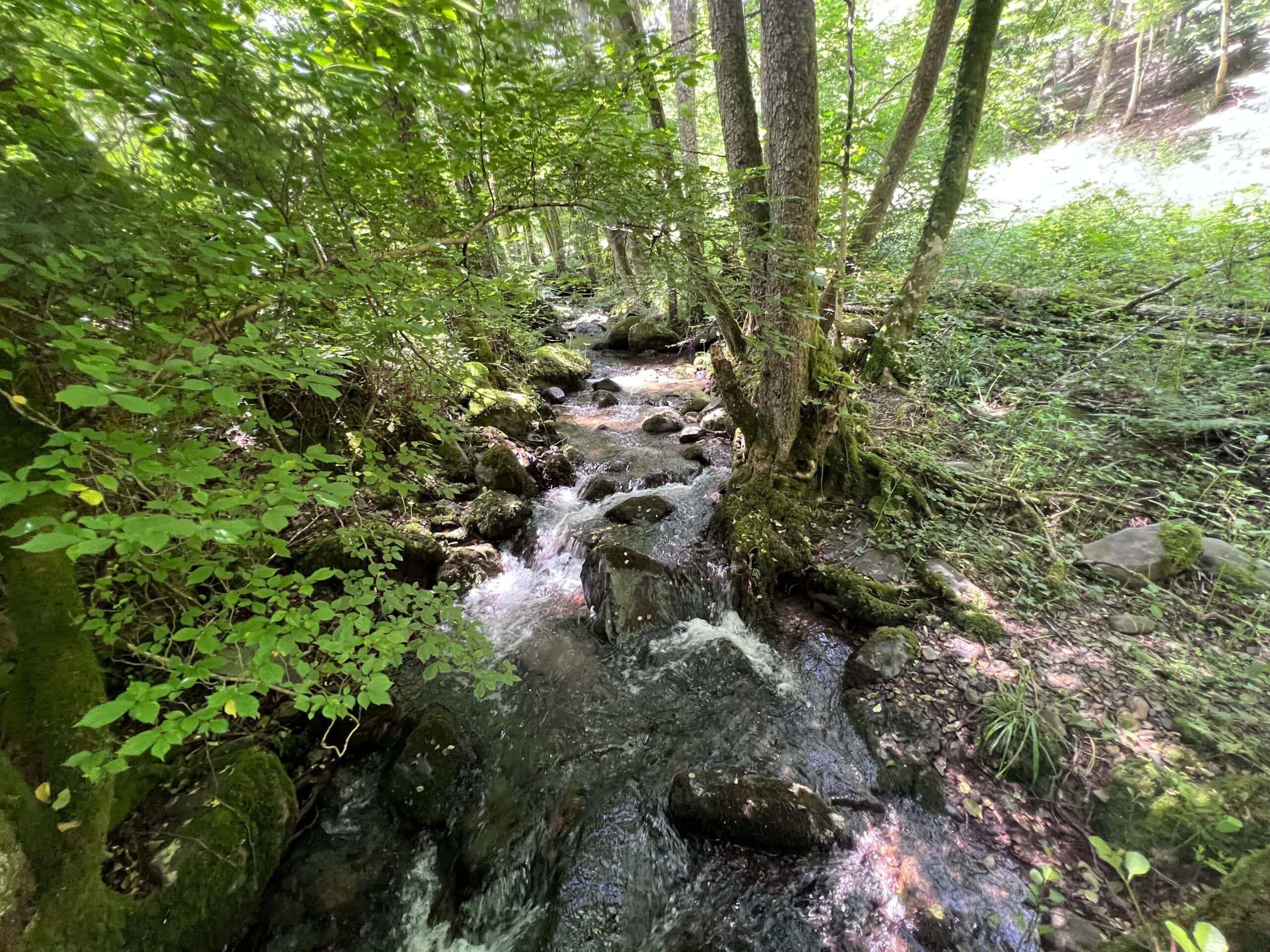 Etang à louer de loisir pour une journée au coeur de la nature 