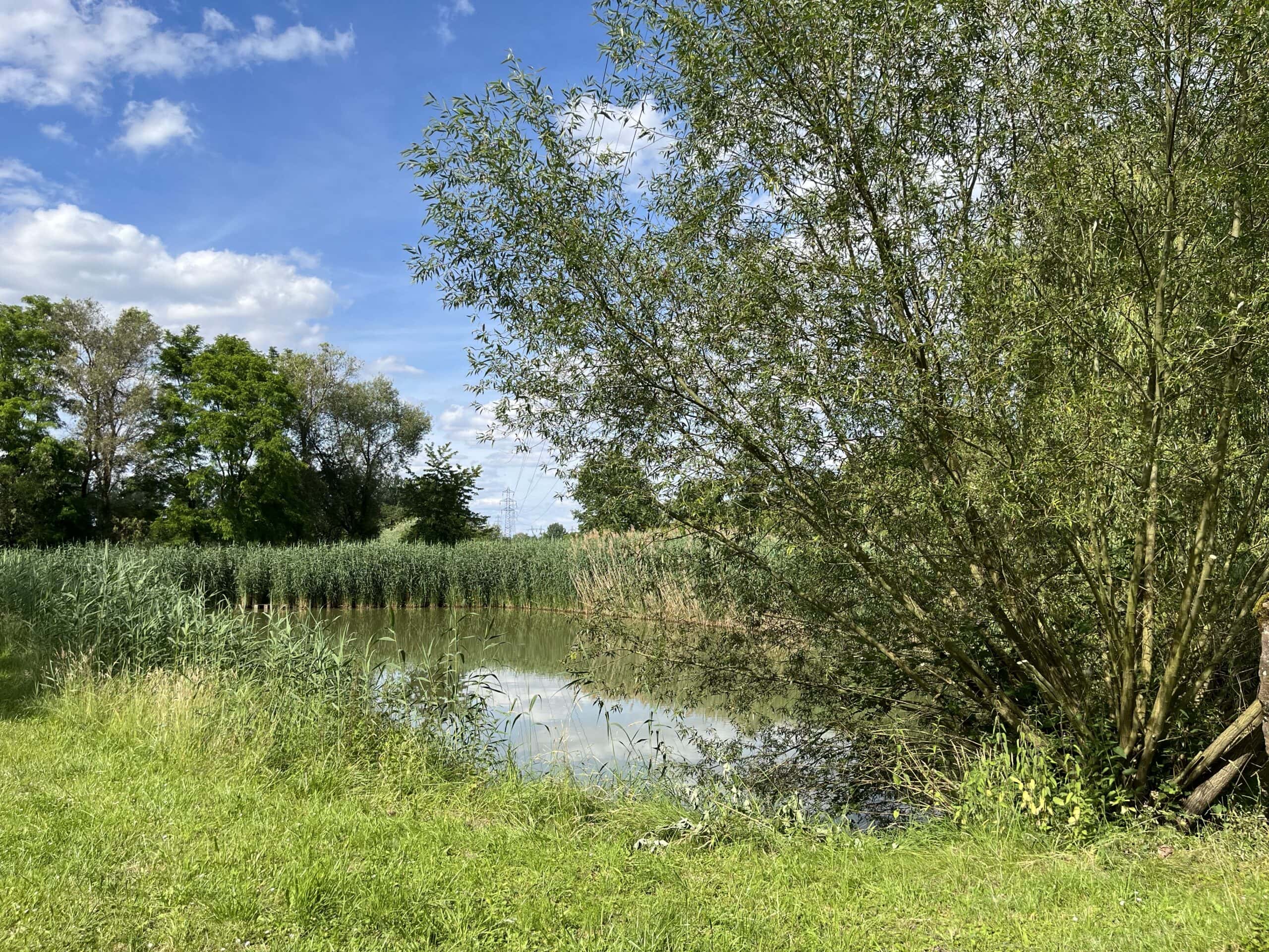 Etang à louer en Alsace de 1.5ha, l’endroit pour faire une belle fête de famille 