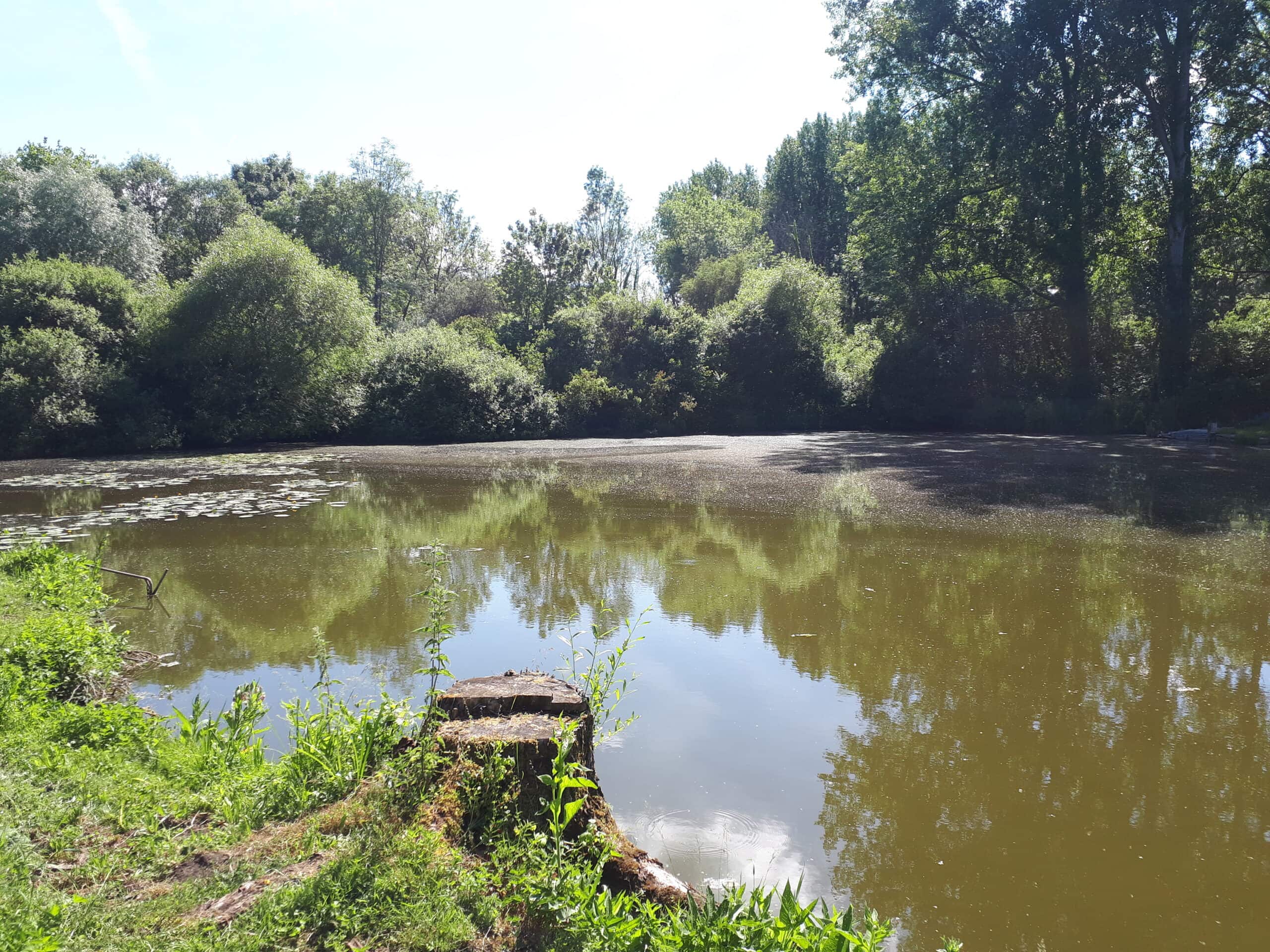 Profitez d’un étang paisible et naturel près de Lille 