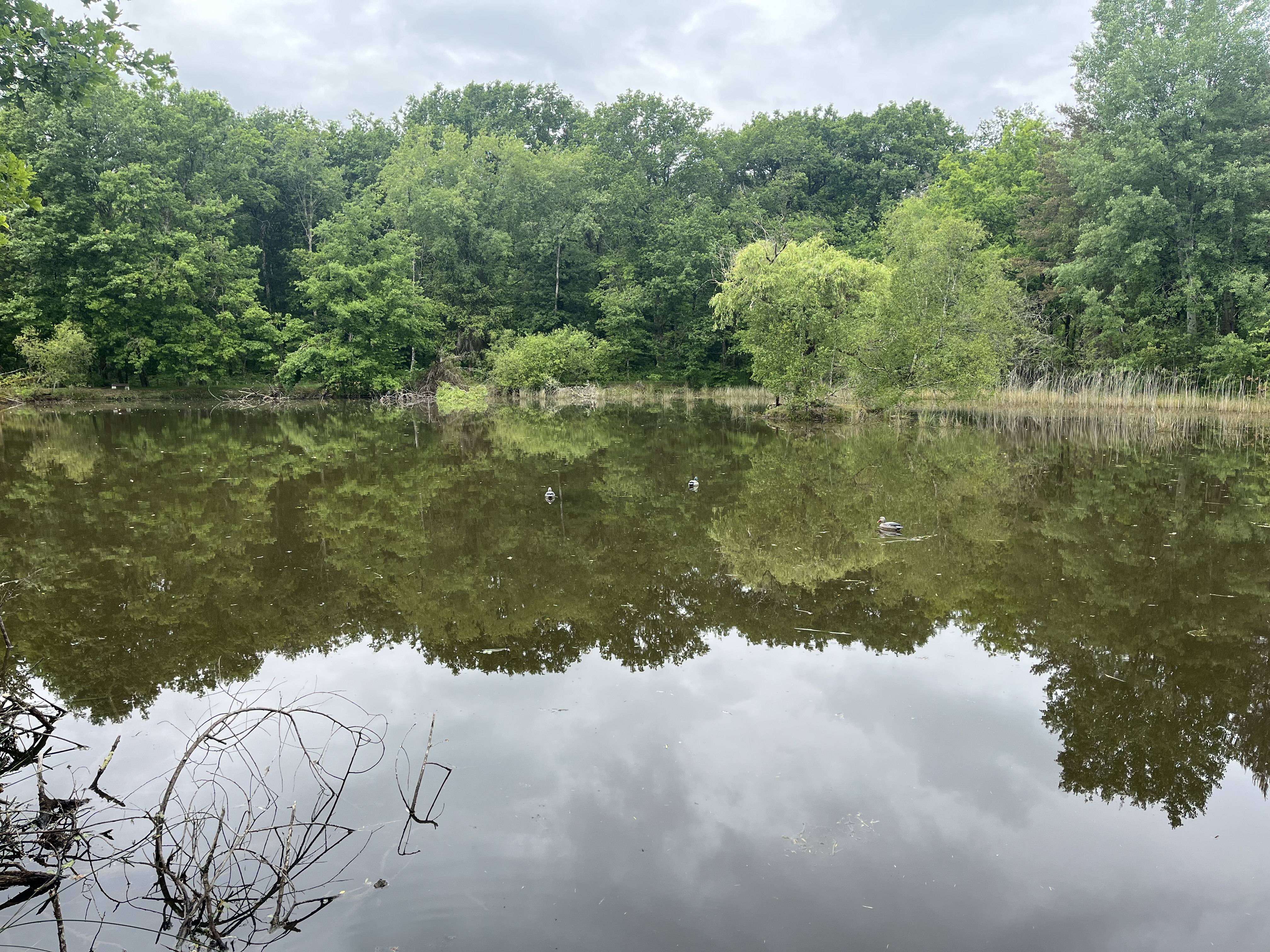 Etang dans 42 hectares de forêt privé