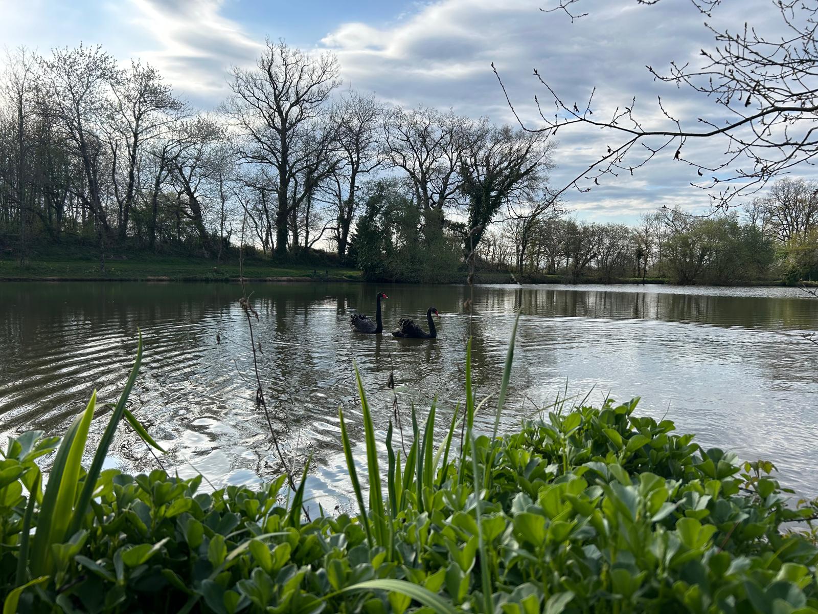 Etang avec son chalet en Nouvelle-Aquitaine 