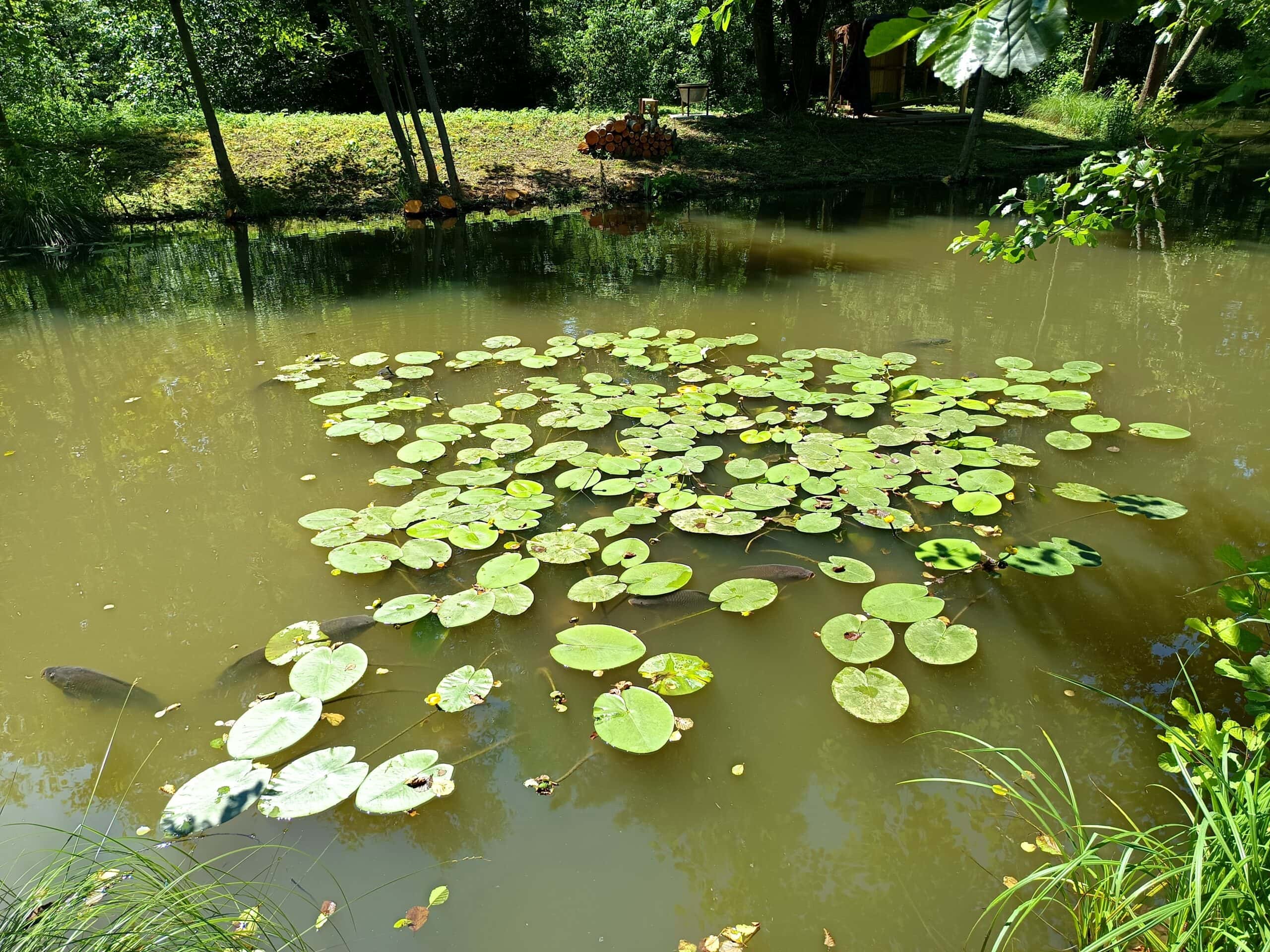 Évasion Nature près de Paris : Découvrez notre Étang de Pêche aux Carpes et Poissons Blancs 