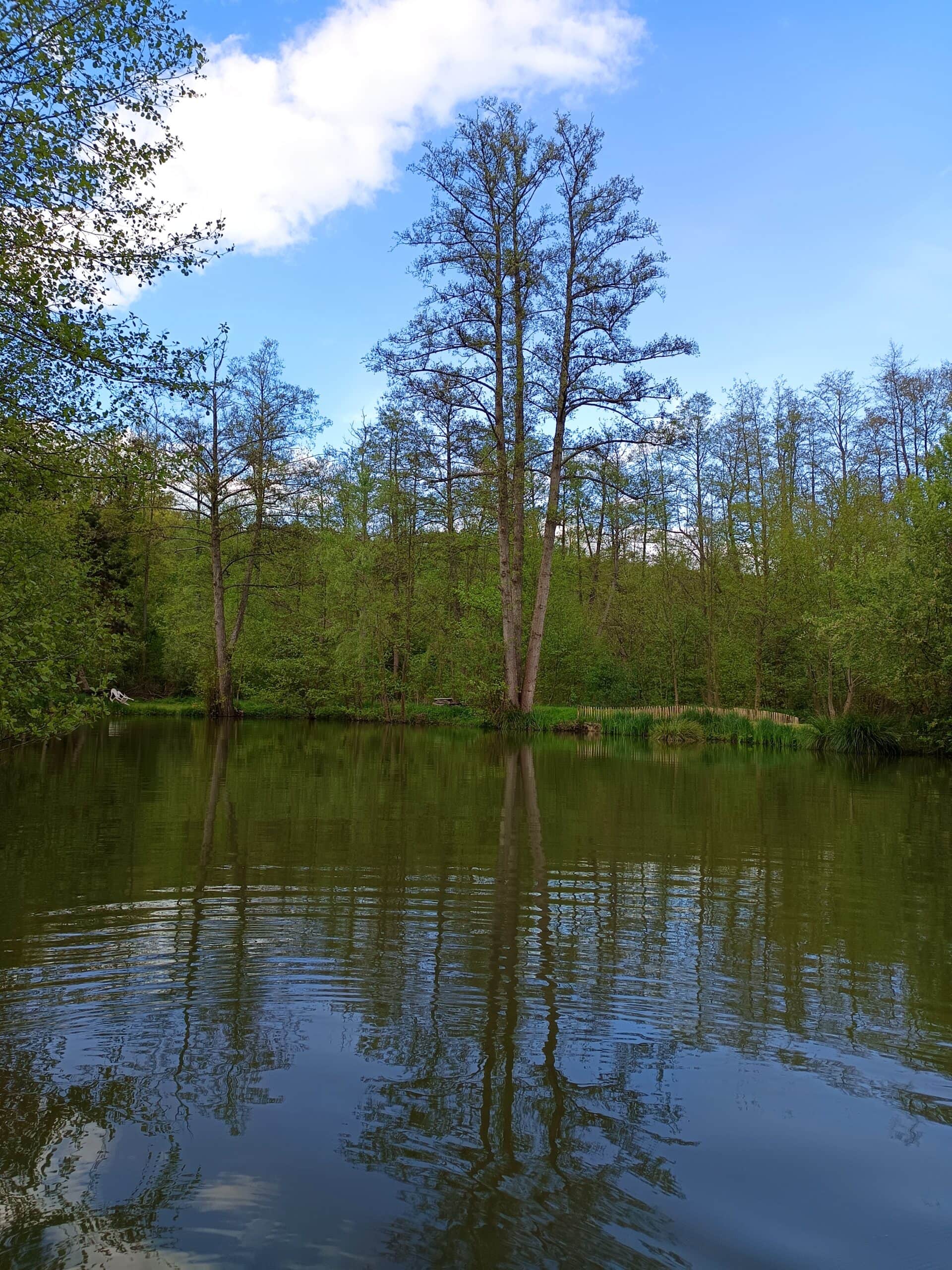 Évasion Nature près de Paris : Découvrez notre Étang de Pêche aux Carpes et Poissons Blancs 